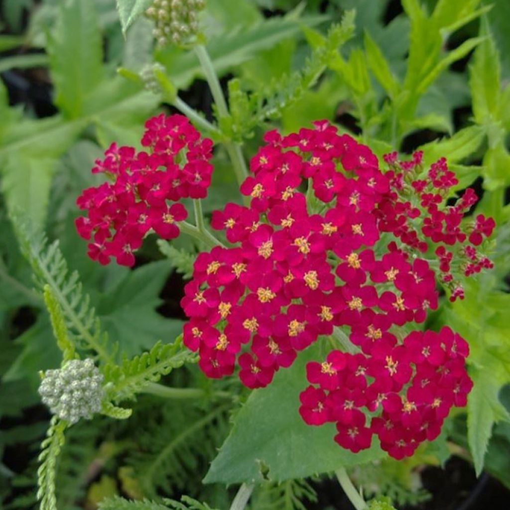 Achillea millefolium Cassis - Gemeine Schafgarbe