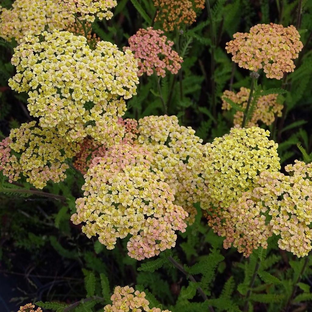 Achillea millefolium Hannelore Pahl - Gemeine Schafgarbe