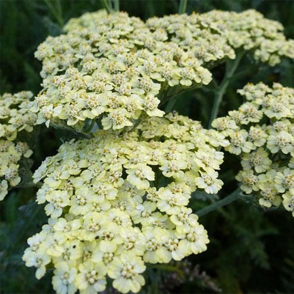 Achillea millefolium Hymne - Gemeine Schafgarbe