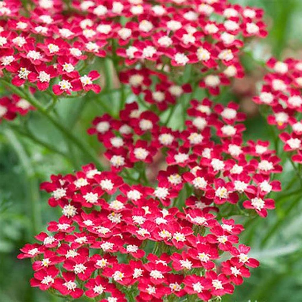 Achillea millefolium Peggy Sue - Gemeine Schafgarbe