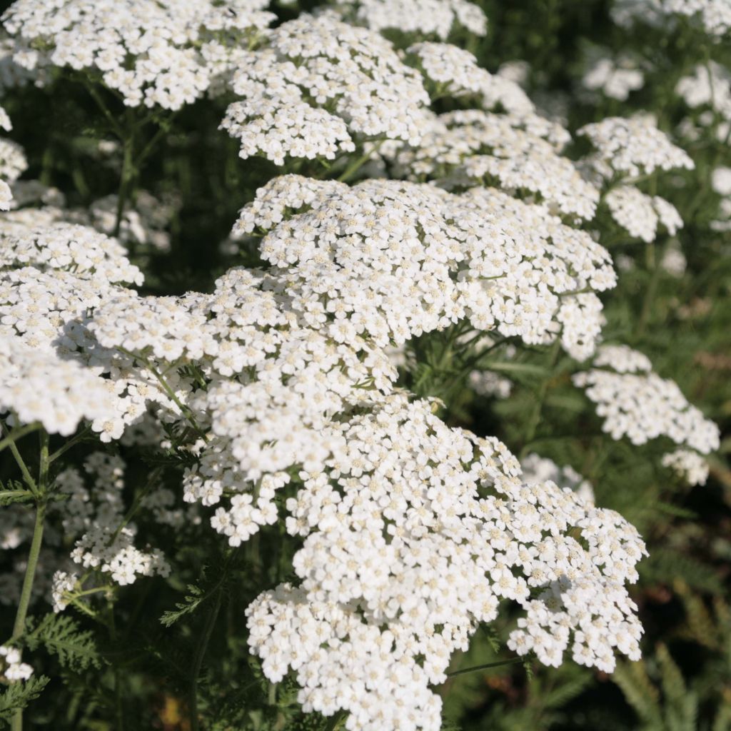 Achillea millefolium Schneetaler - Gemeine Schafgarbe