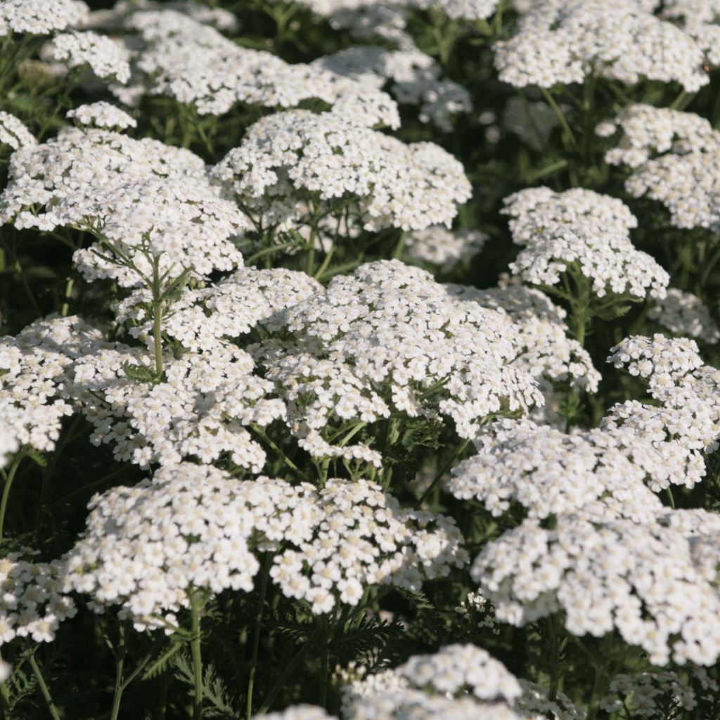 Achillea millefolium Schneetaler - Gemeine Schafgarbe