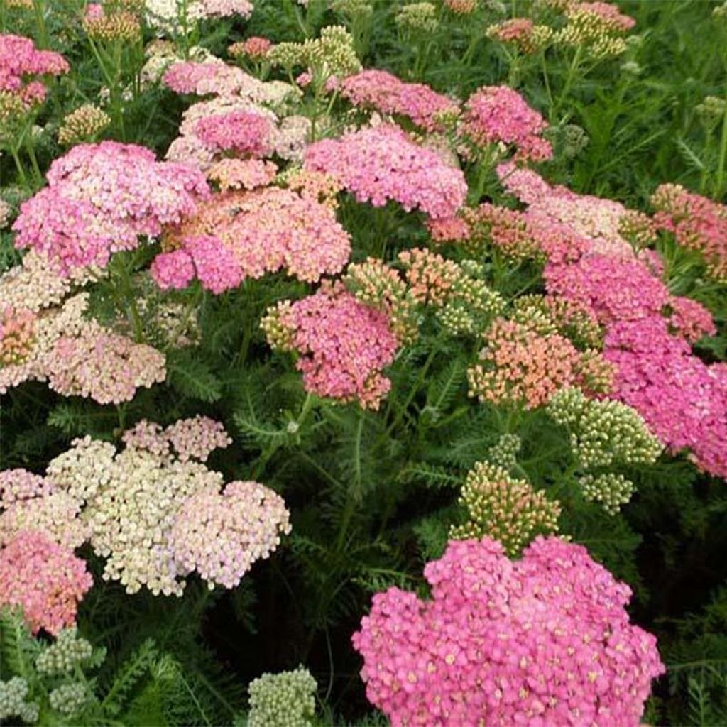 Achillea millefolium Wesersandstein - Gemeine Schafgarbe