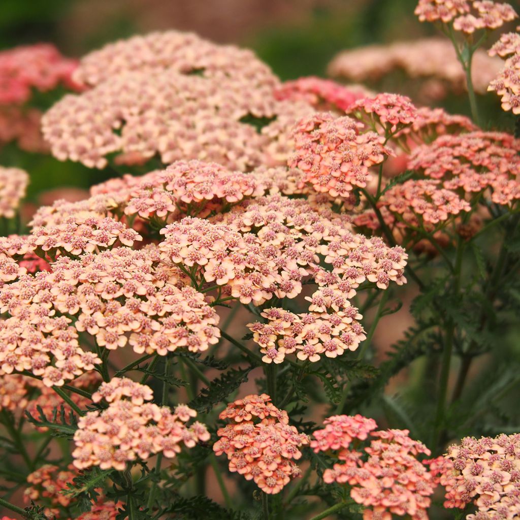 Achillea millefolium Tutti Frutti Apricot Delight - Gemeine Schafgarbe