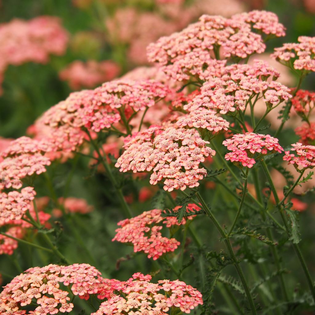 Achillea millefolium Tutti Frutti Apricot Delight - Gemeine Schafgarbe