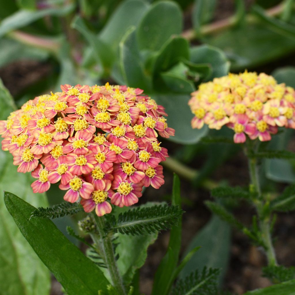 Achillea millefolium Tutti Frutti Apricot Delight - Gemeine Schafgarbe