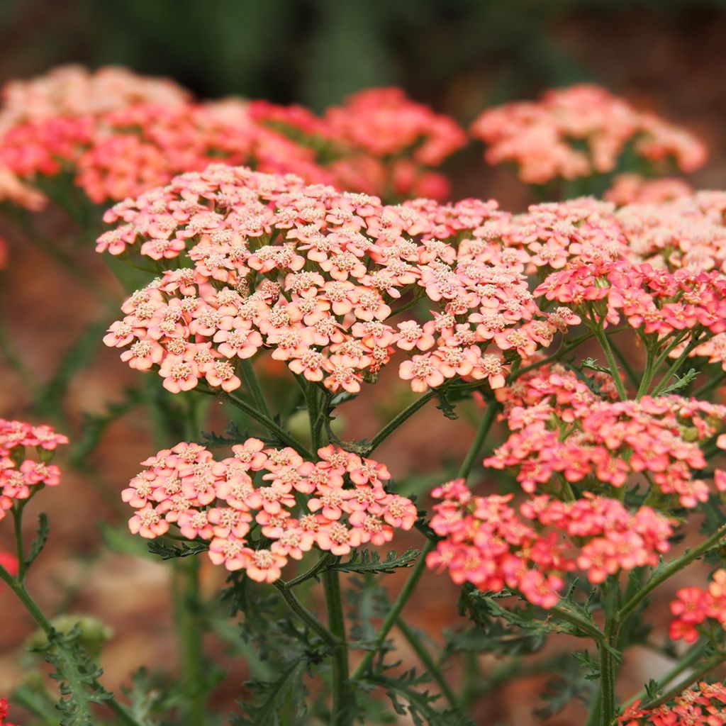 Achillea millefolium Tutti Frutti Apricot Delight - Gemeine Schafgarbe