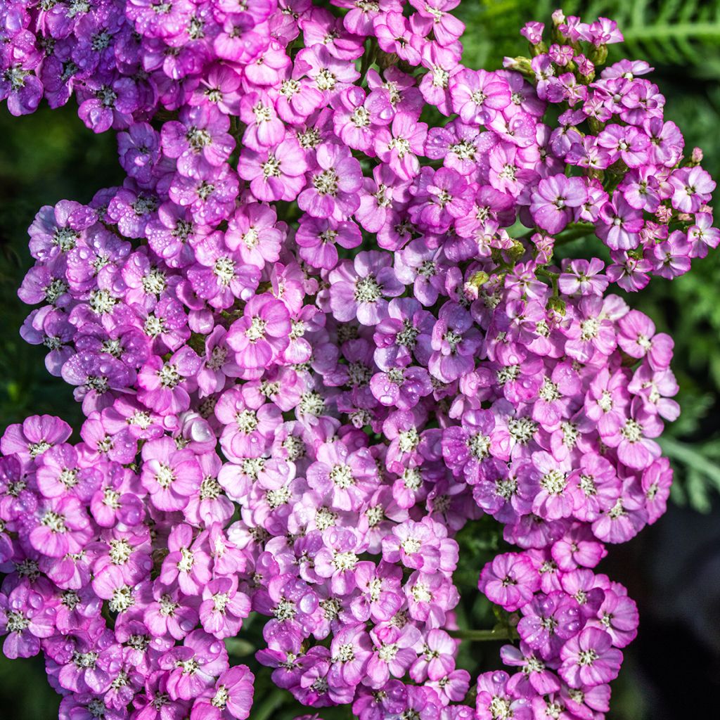 Achillea millefolium Apfelblute - Gemeine Schafgarbe