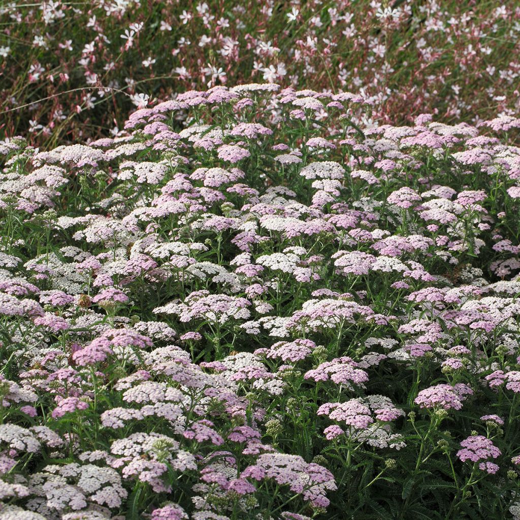 Achillea millefolium Apfelblute - Gemeine Schafgarbe