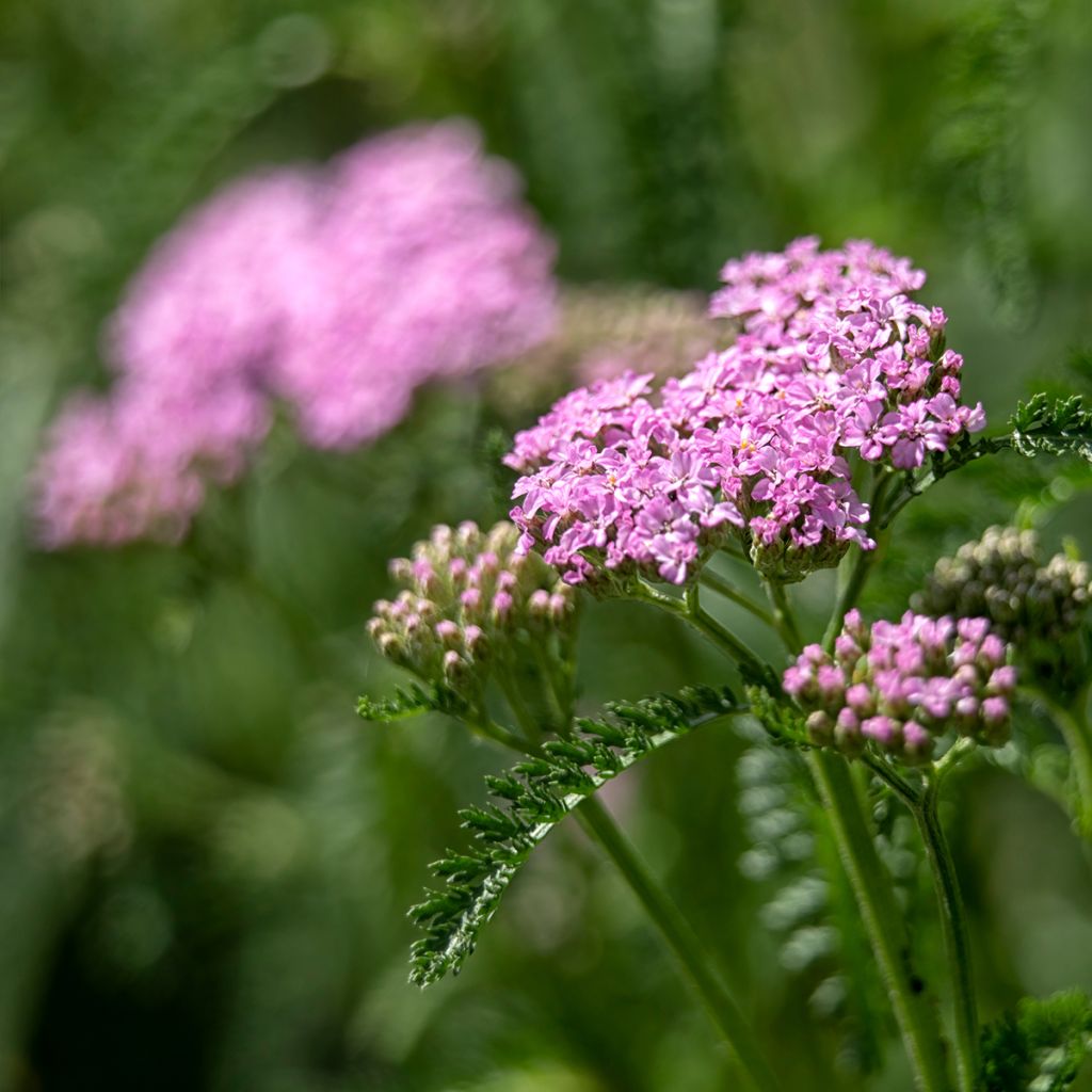 Achillea millefolium Cerise Queen - Gemeine Schafgarbe