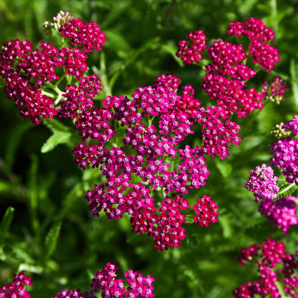 Achillea millefolium Cerise Queen - Gemeine Schafgarbe