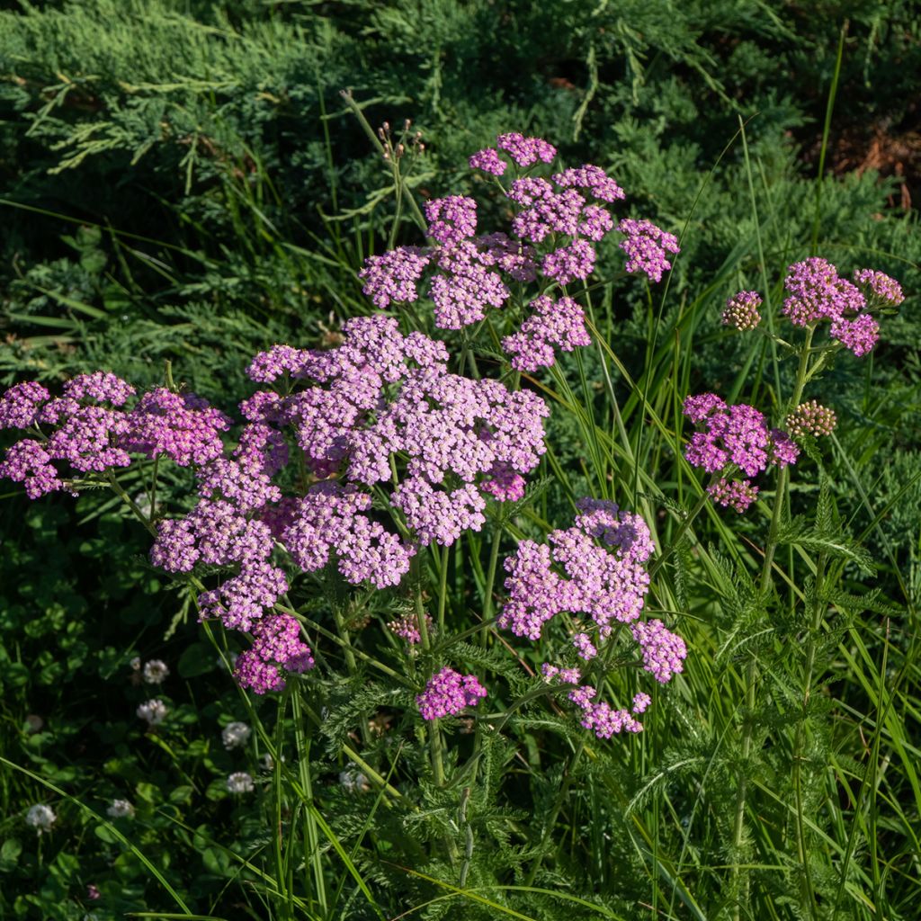 Achillea millefolium Cerise Queen - Gemeine Schafgarbe