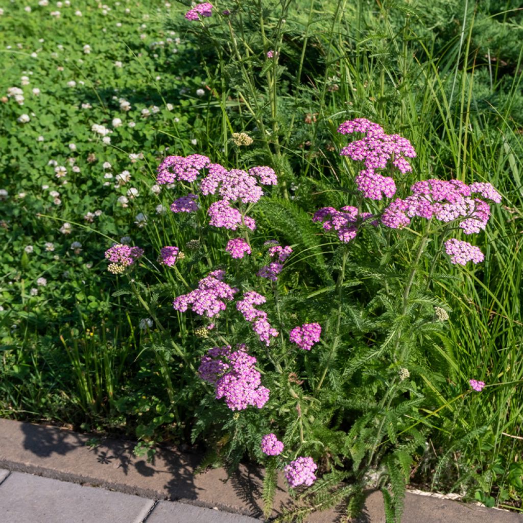 Achillea millefolium Cerise Queen - Gemeine Schafgarbe