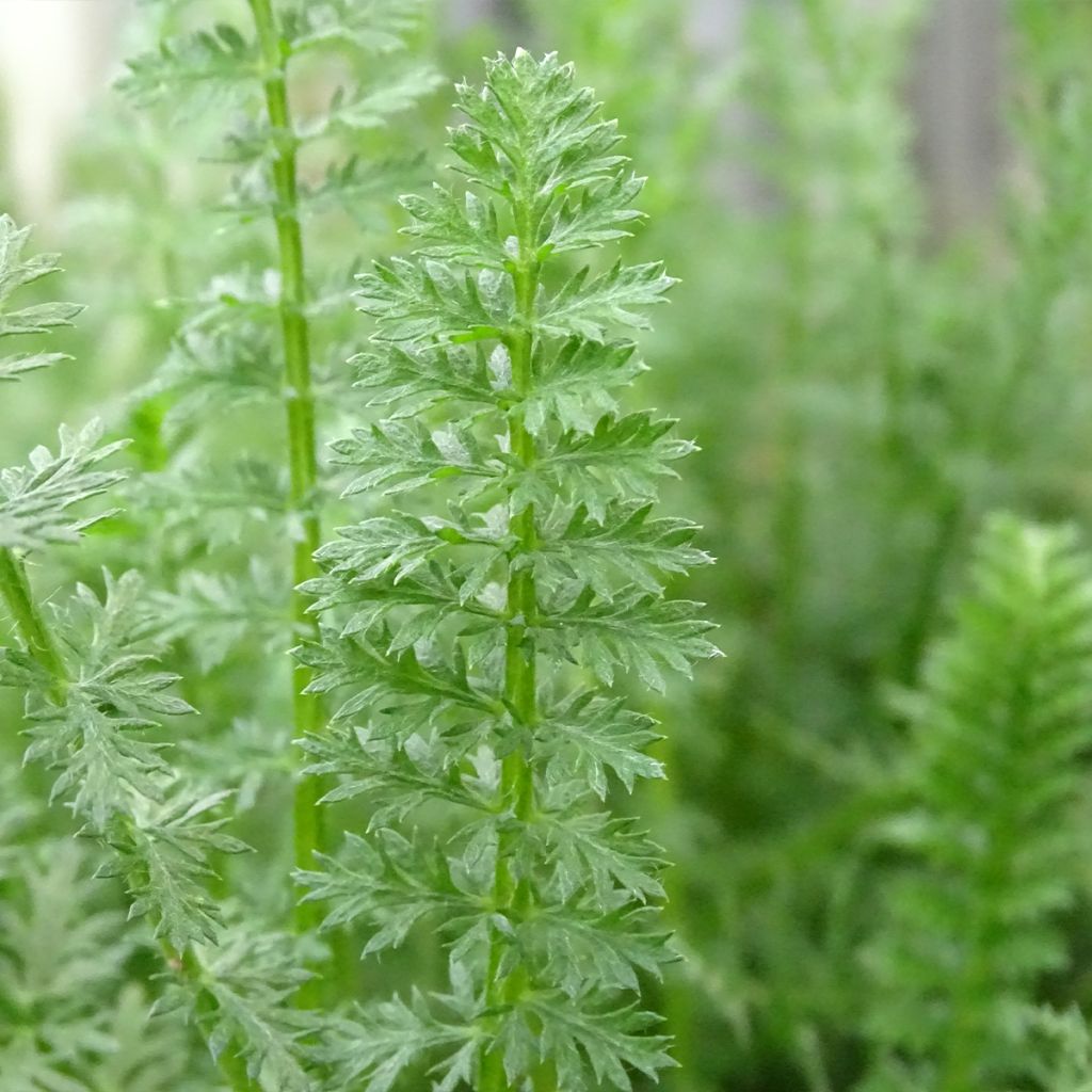 Achillée millefolium Heinrich Vogeler blanche