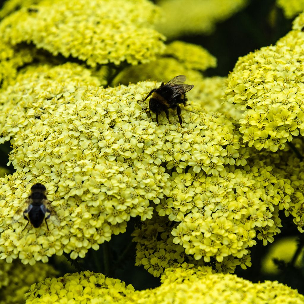 Achillea millefolium Hella Glashoff - Gemeine Schafgarbe