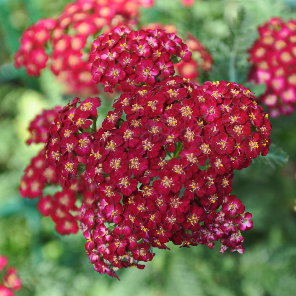 Achillea millefolium Laura - Gemeine Schafgarbe