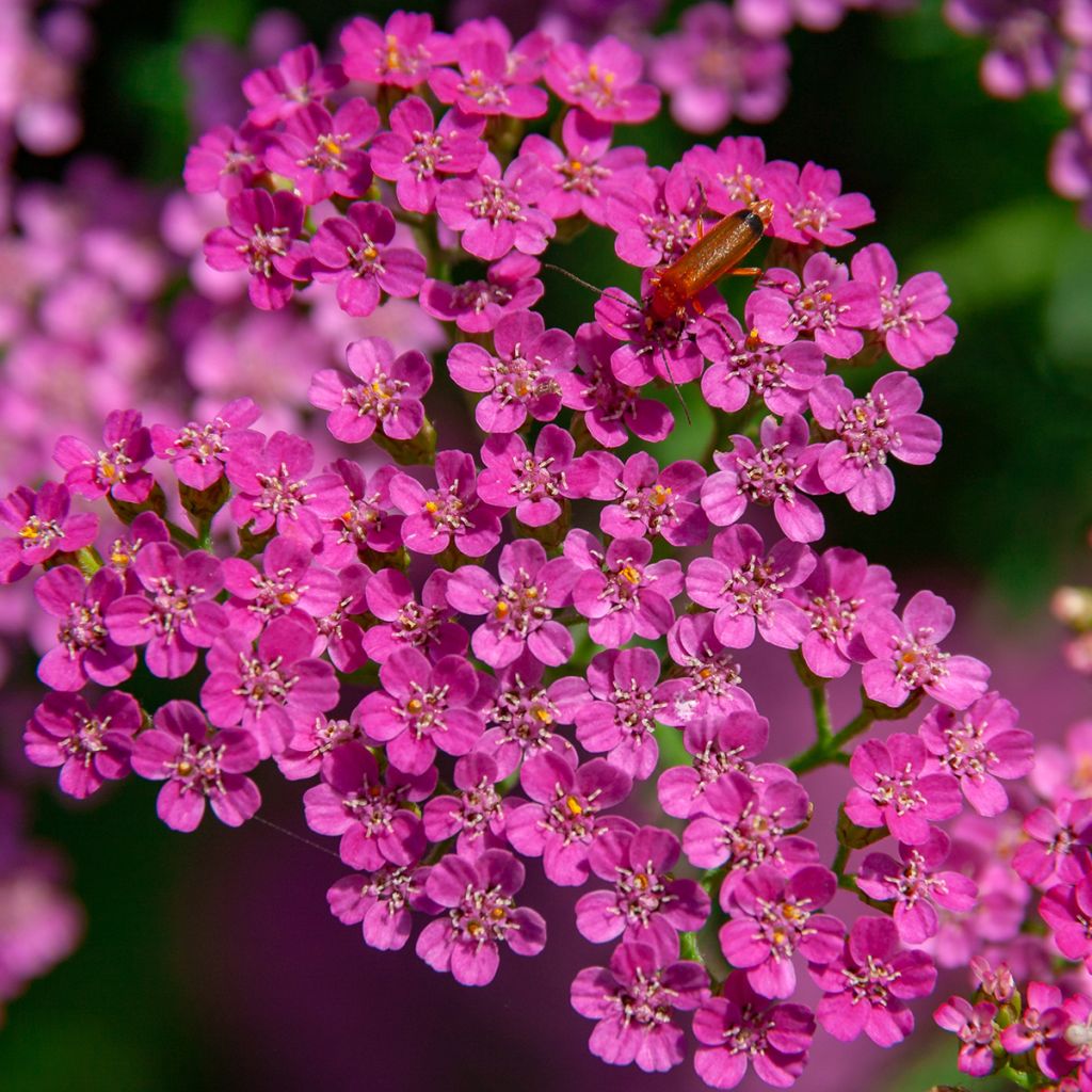 Achillea millefolium Lilac Beauty - Gemeine Schafgarbe