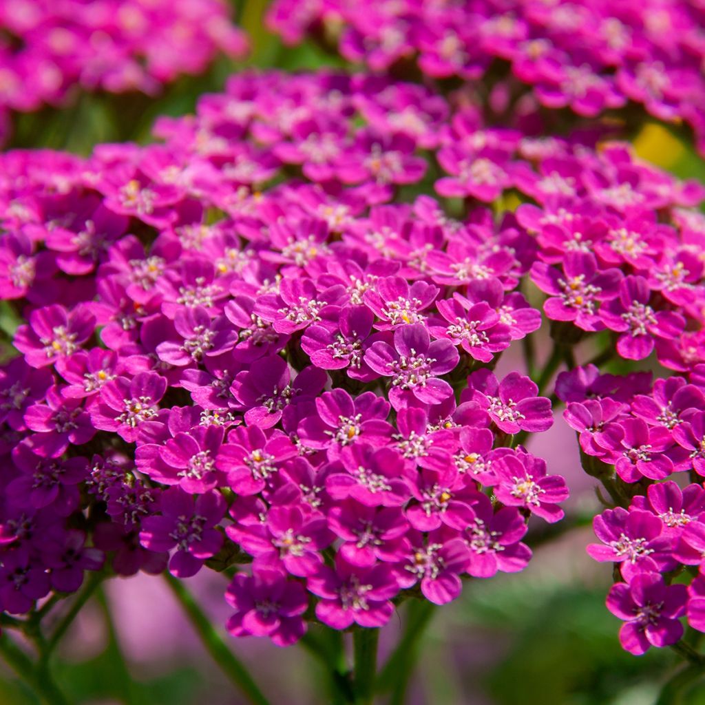 Achillea millefolium Lilac Beauty - Gemeine Schafgarbe