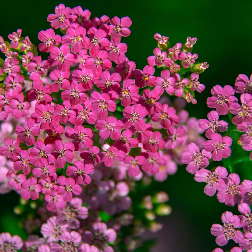 Achillea millefolium Lilac Beauty - Gemeine Schafgarbe