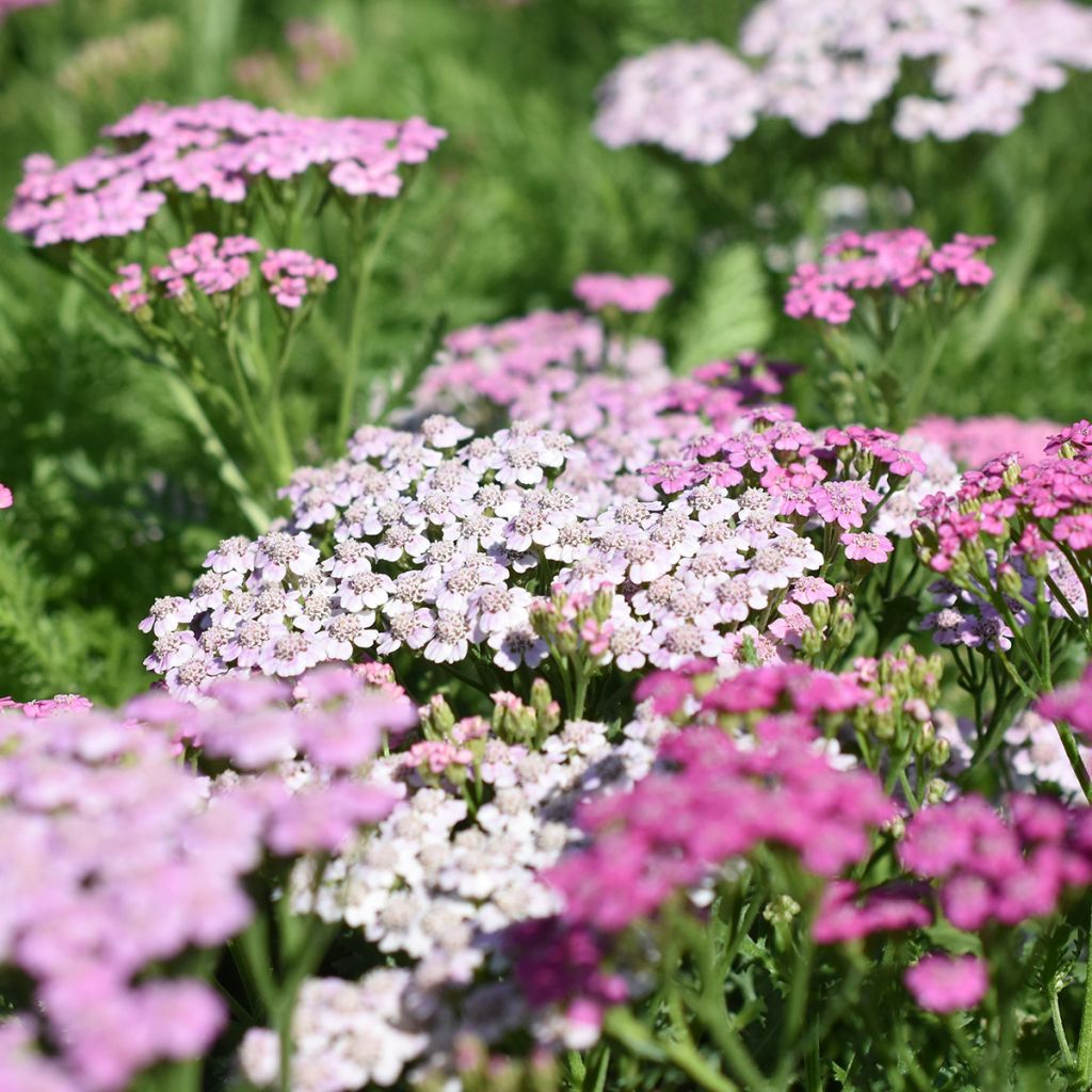 Achillea millefolium Lilac Beauty - Gemeine Schafgarbe