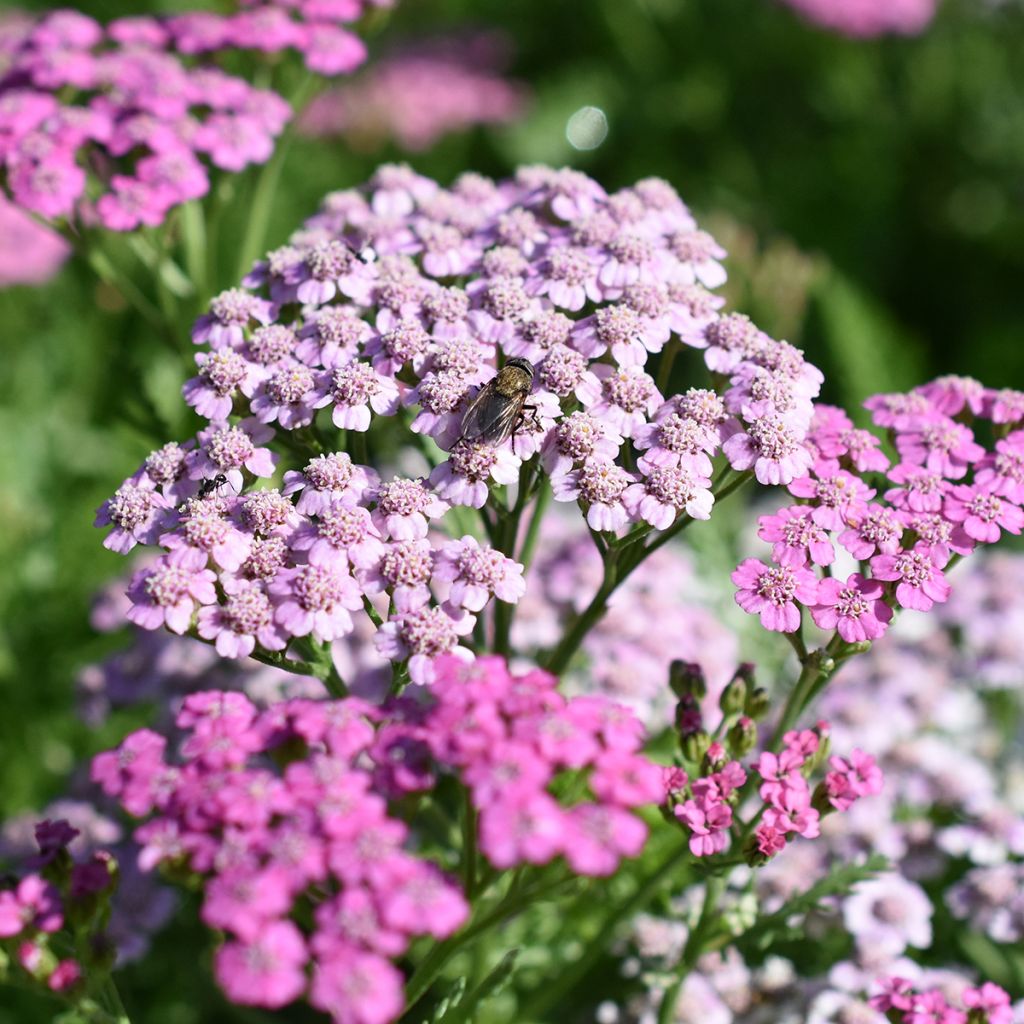 Achillea millefolium Lilac Beauty - Gemeine Schafgarbe