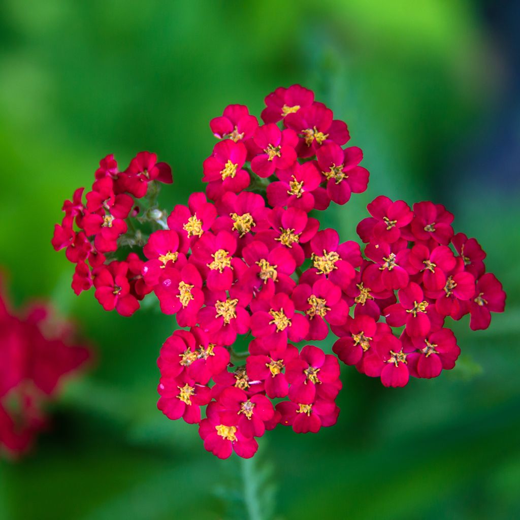 Achillea millefolium Paprika - Gemeine Schafgarbe