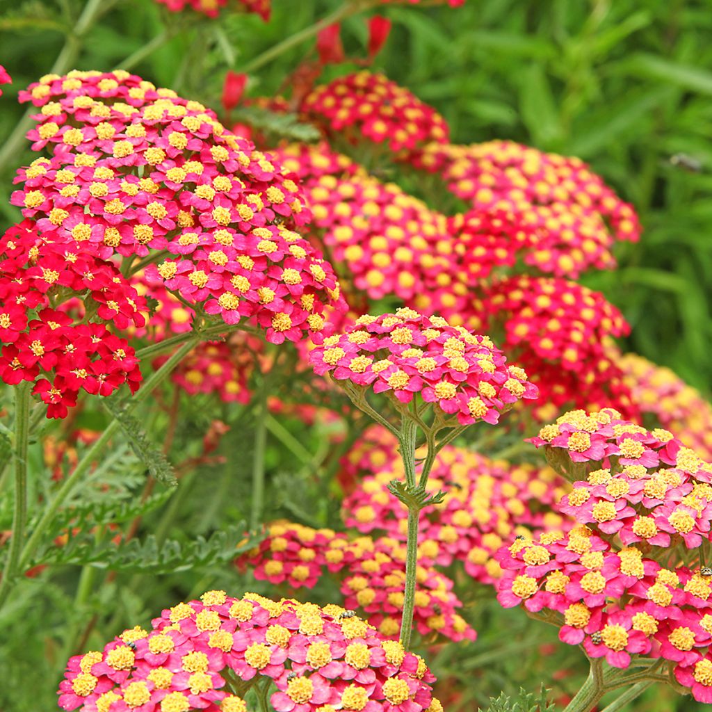 Achillea millefolium Paprika - Gemeine Schafgarbe