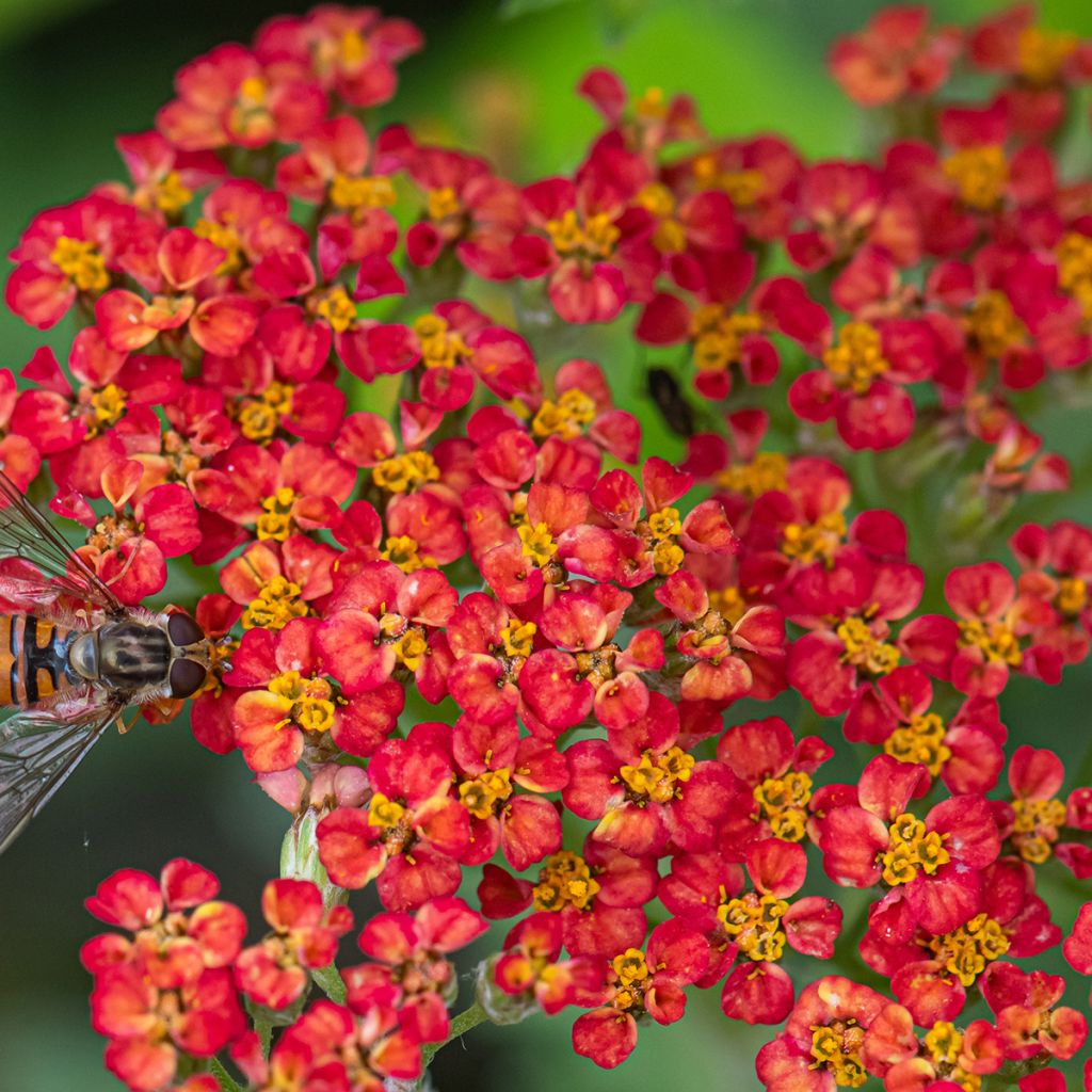 Achillea millefolium Paprika - Gemeine Schafgarbe