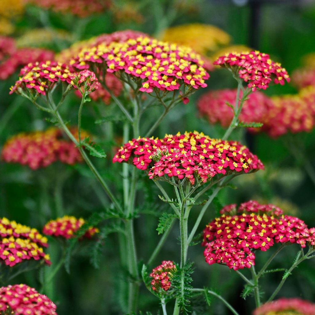 Achillea millefolium Paprika - Gemeine Schafgarbe