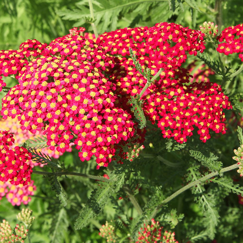 Achillea millefolium Paprika - Gemeine Schafgarbe