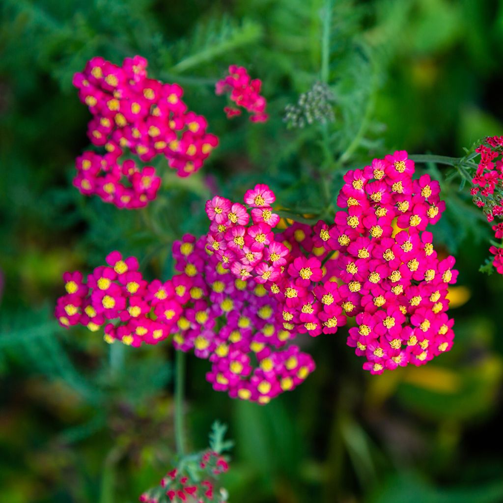 Achillea millefolium Paprika - Gemeine Schafgarbe