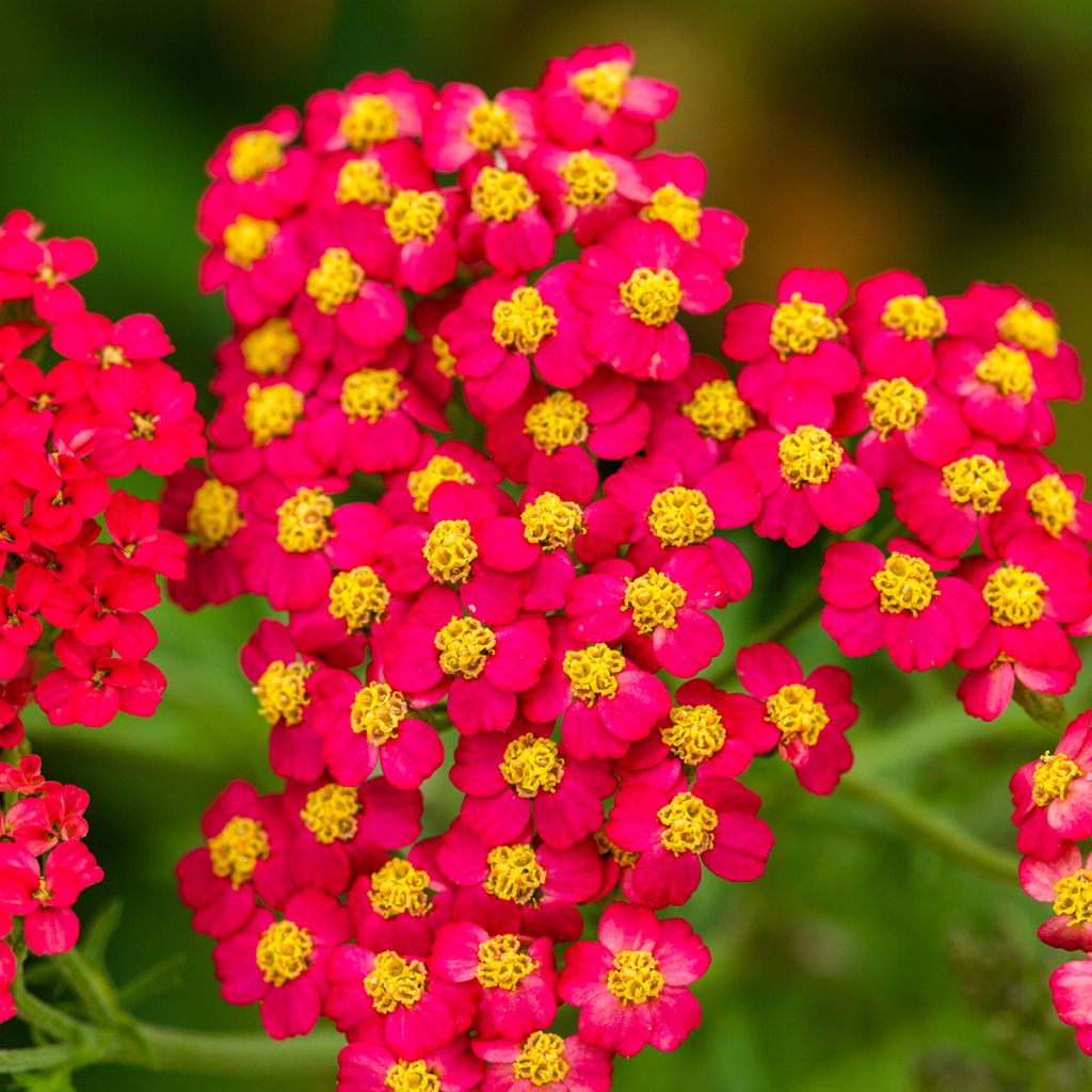 Achillea millefolium Paprika - Gemeine Schafgarbe