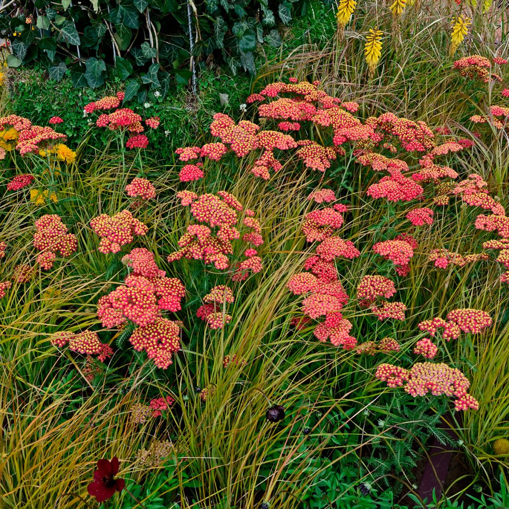 Achillea millefolium Paprika - Gemeine Schafgarbe