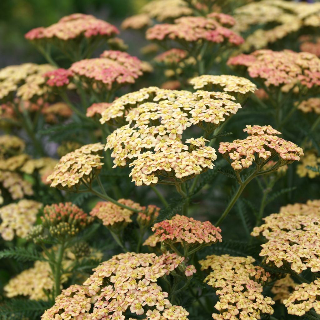 Achillea millefolium Peachy Seduction - Gemeine Schafgarbe