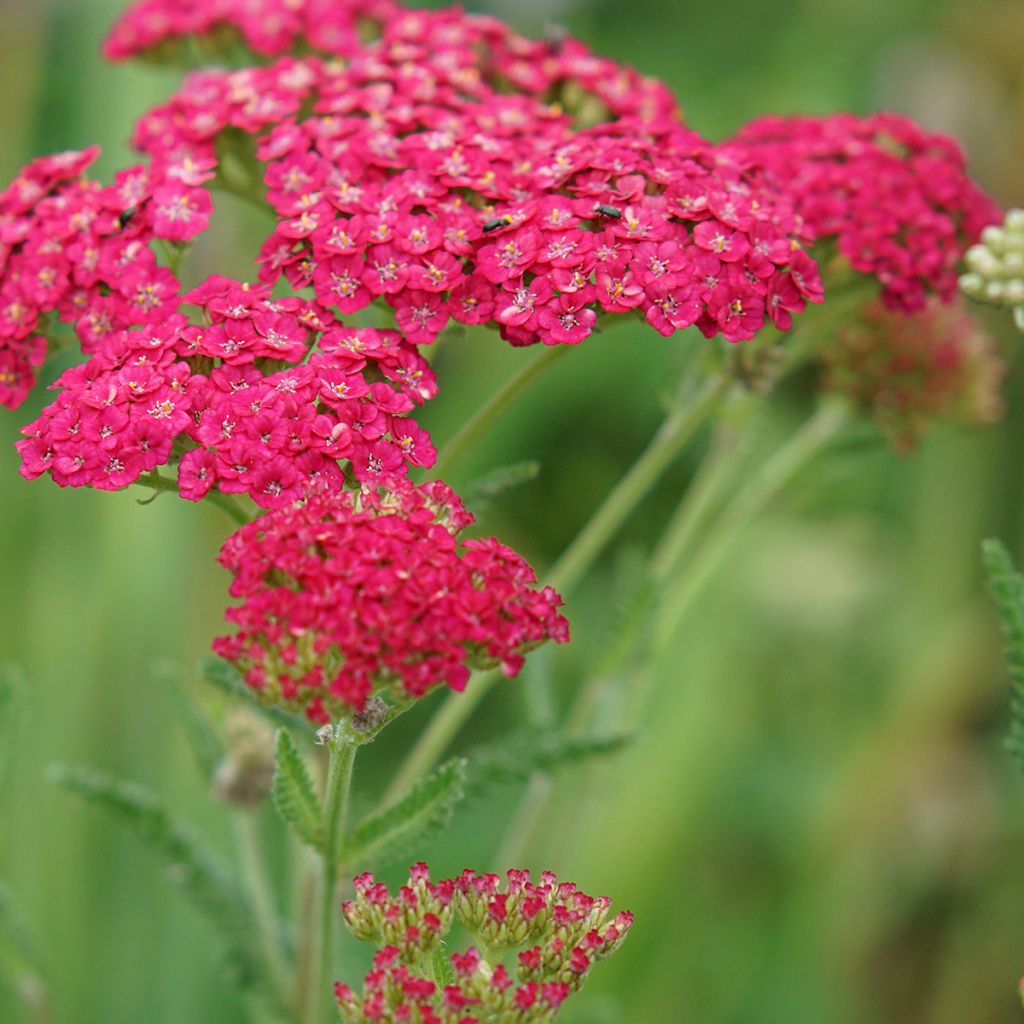 Achillea millefolium Pomegranate - Gemeine Schafgarbe