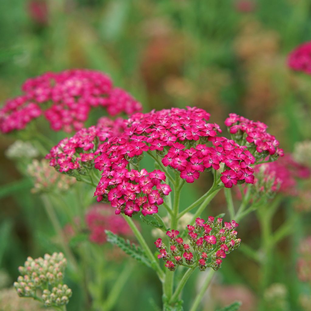 Achillea millefolium Pomegranate - Gemeine Schafgarbe