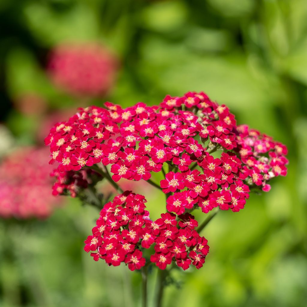 Achillea millefolium Red Velvet - Gemeine Schafgarbe