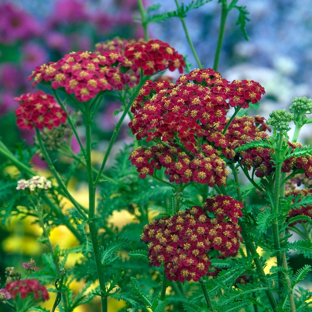 Achillea millefolium Red Velvet - Gemeine Schafgarbe