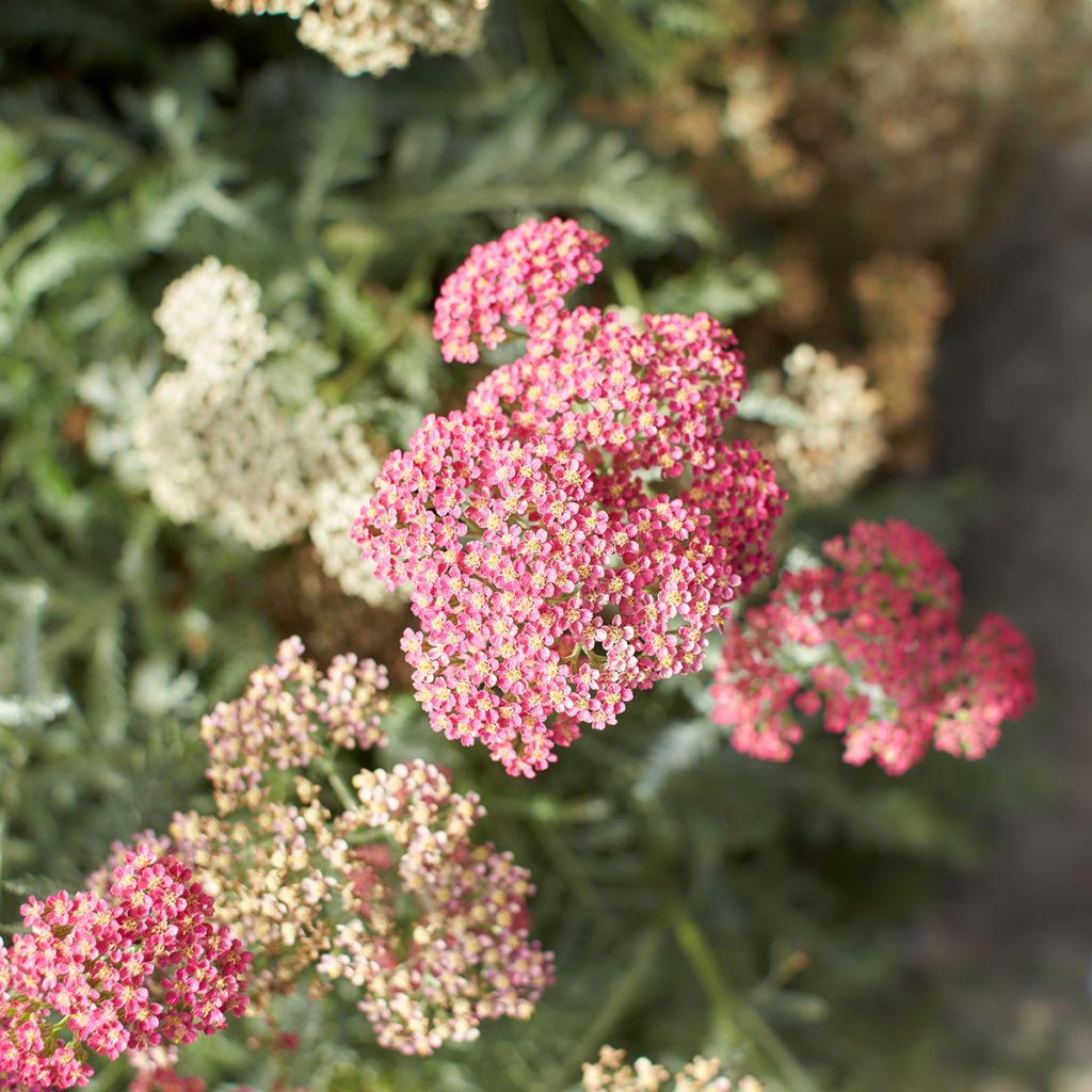 Achillea millefolium Salmon Beauty - Gemeine Schafgarbe