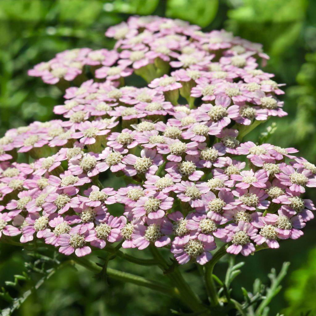 Achillea millefolium Summer Pastel - Gemeine Schafgarbe