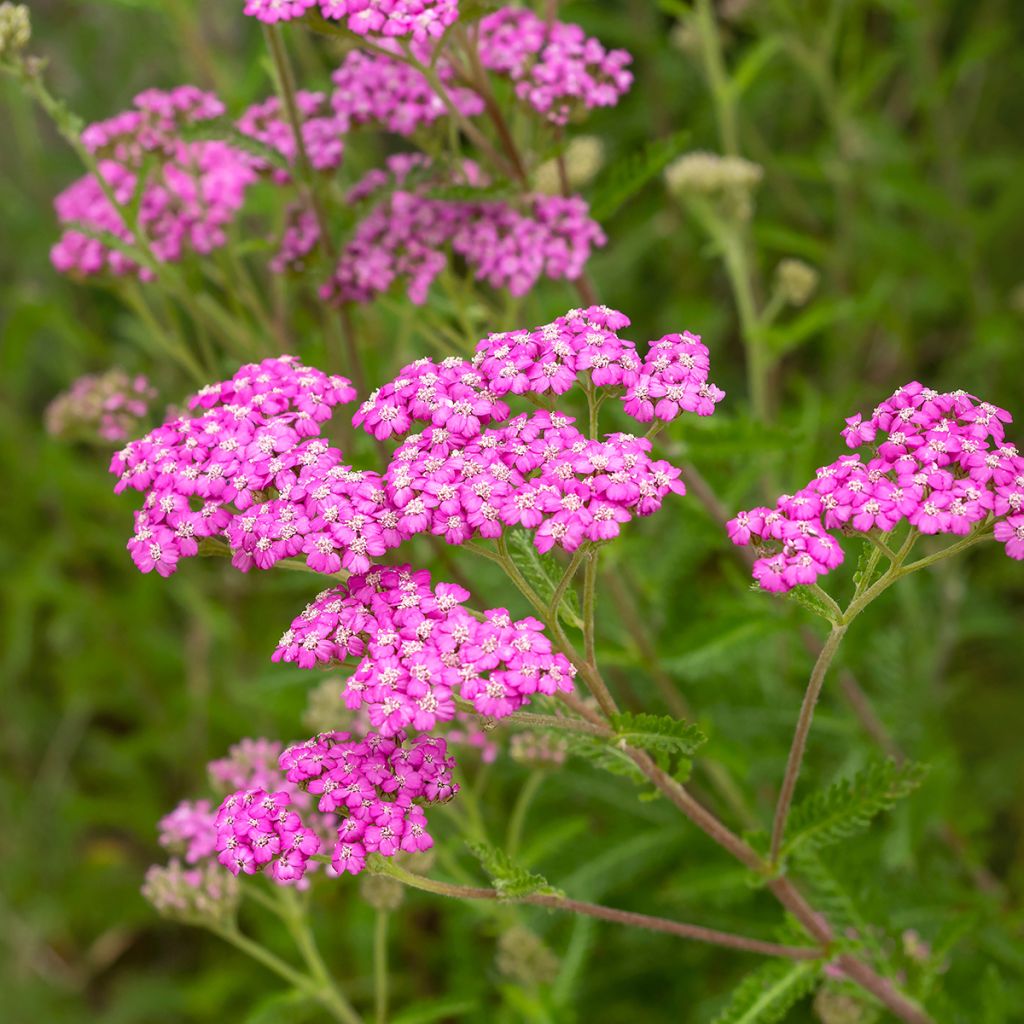 Achillea millefolium Summer Pastel - Gemeine Schafgarbe