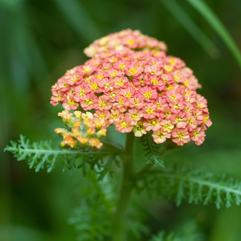 Achillea millefolium Summer Pastel - Gemeine Schafgarbe