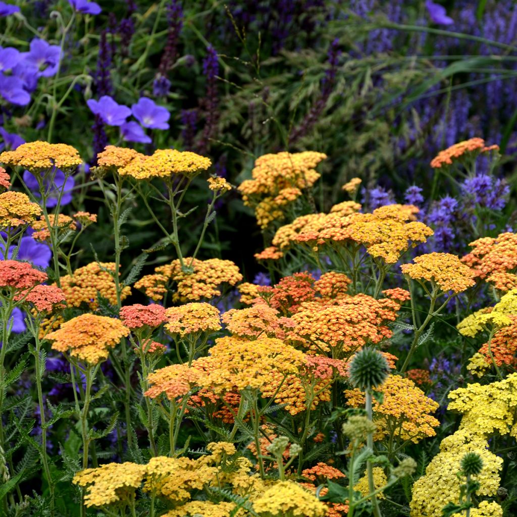 Achillea millefolium Terracotta - Gemeine Schafgarbe