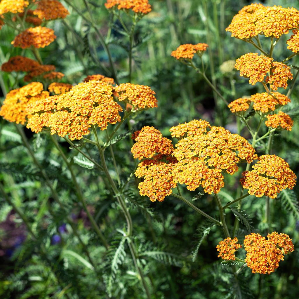 Achillea millefolium Terracotta - Gemeine Schafgarbe