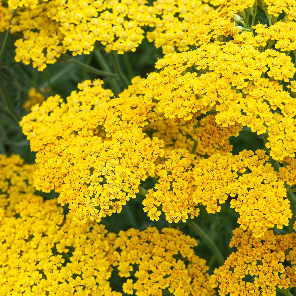 Achillea millefolium Terracotta - Gemeine Schafgarbe