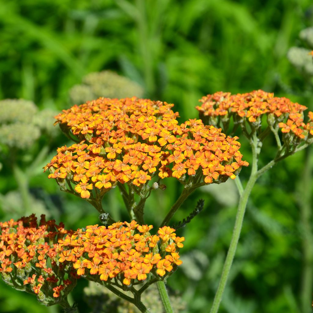 Achillea millefolium Terracotta - Gemeine Schafgarbe