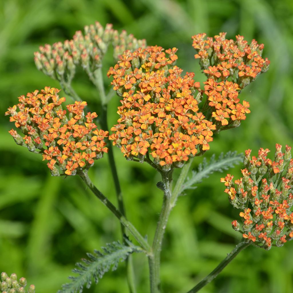 Achillea millefolium Terracotta - Gemeine Schafgarbe