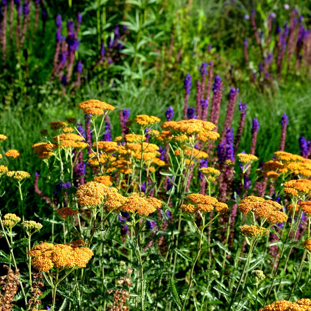 Achillea millefolium Terracotta - Gemeine Schafgarbe