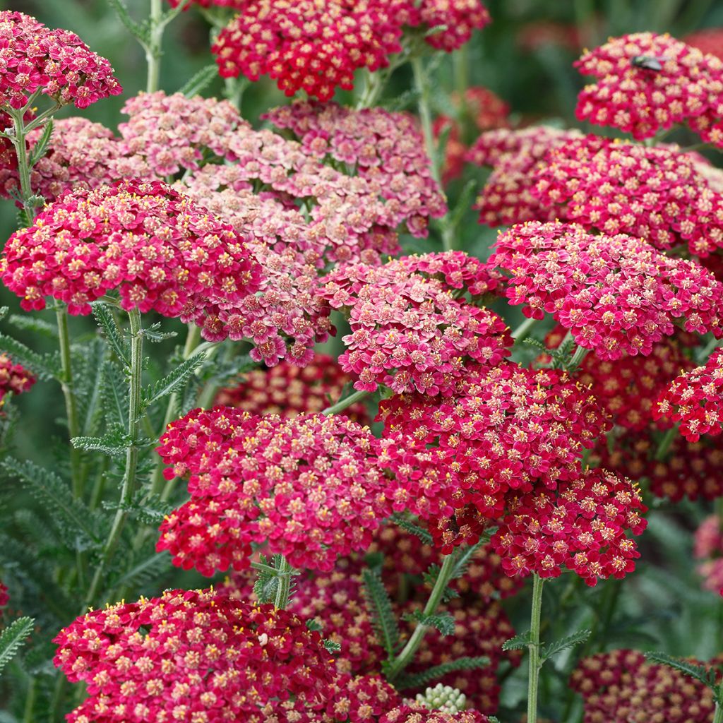 Achillea millefolium The Beacon - Gemeine Schafgarbe