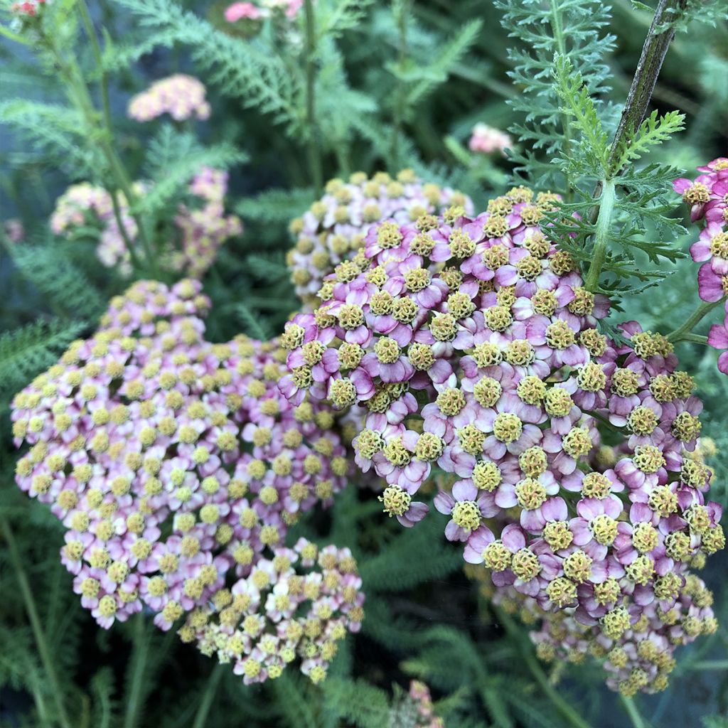 Achillée millefolium Paprika